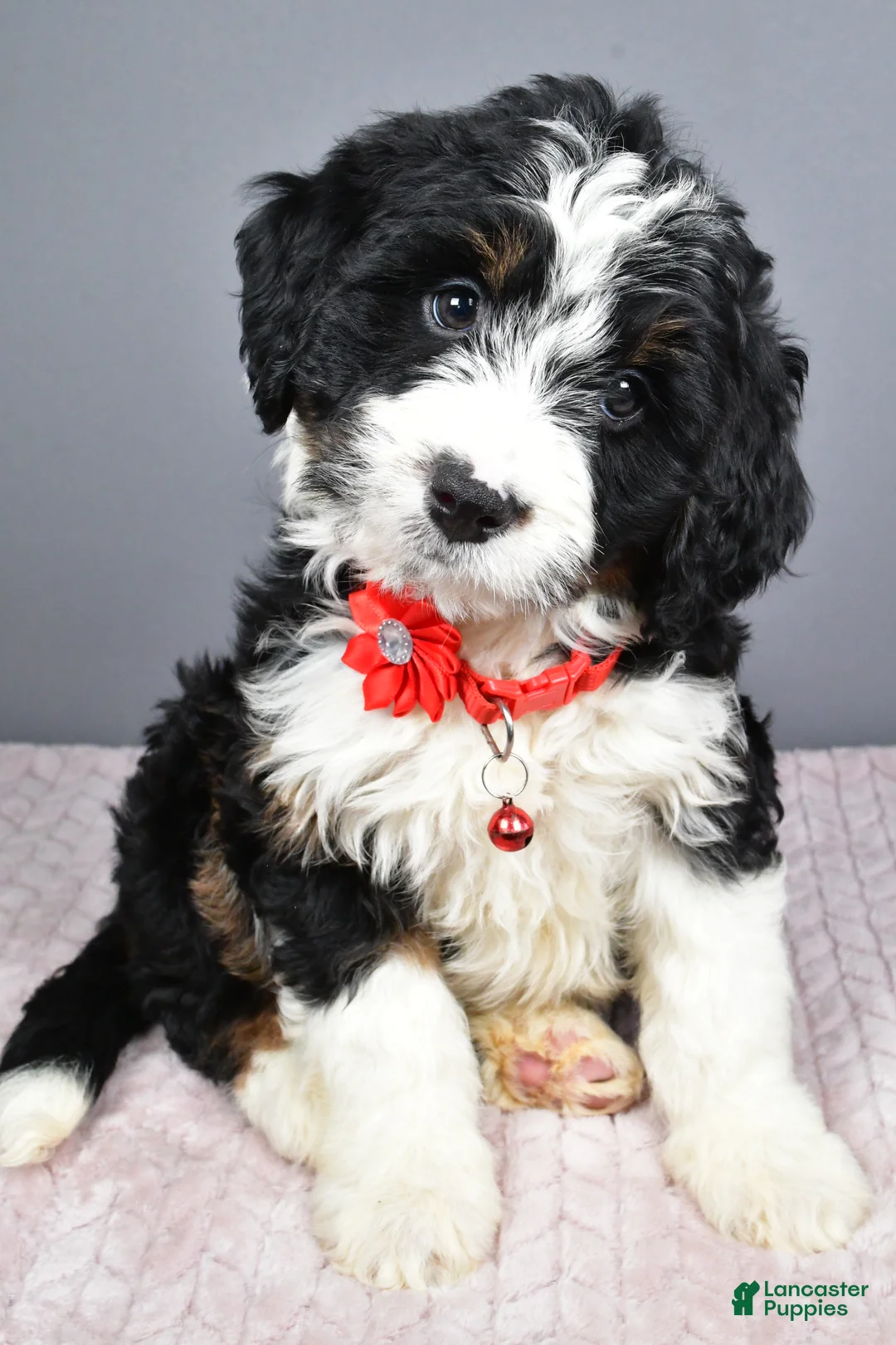 Mini Bernedoodle dogs for sale: Bailey - Ad 9