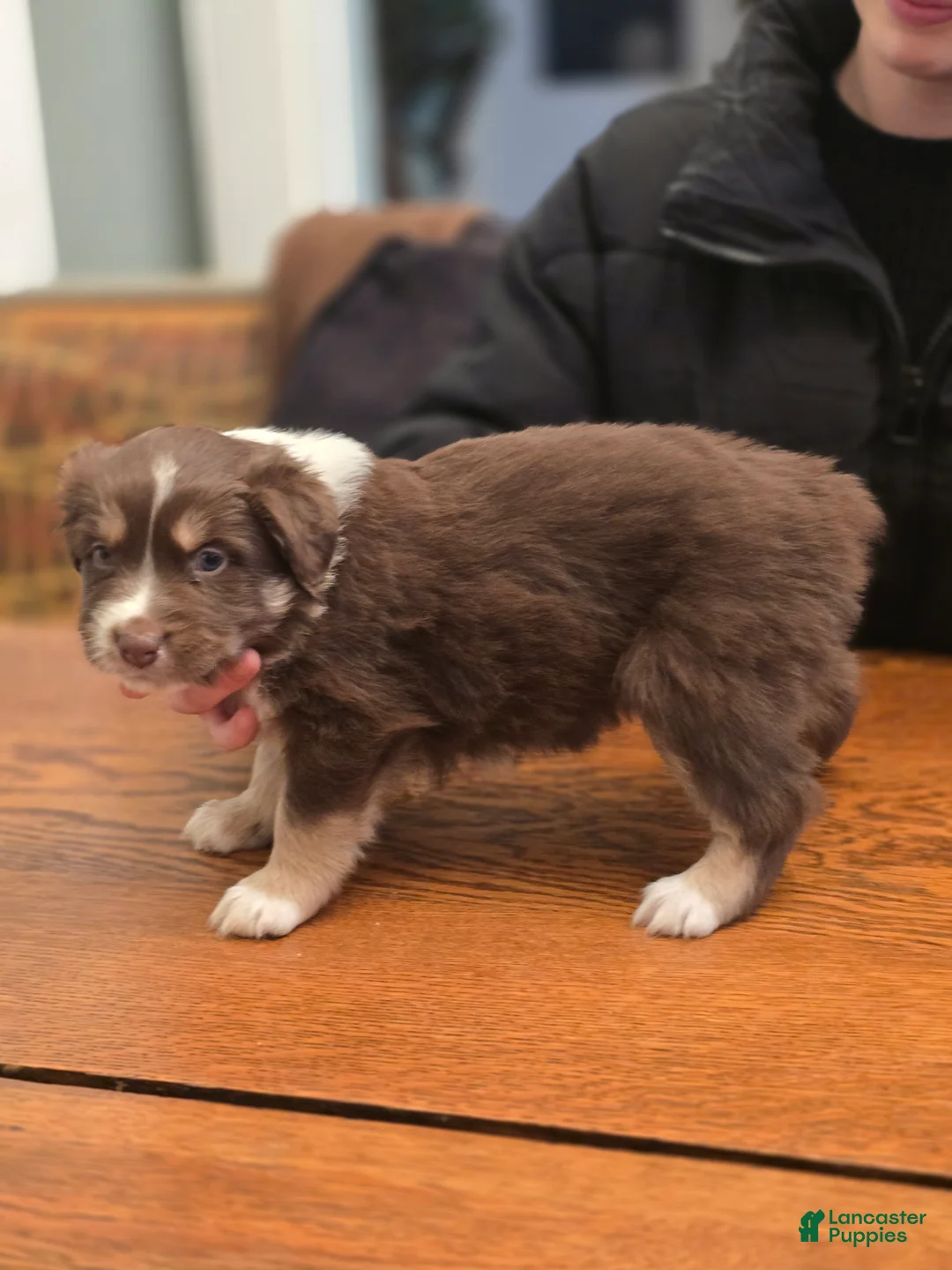 Australian Shepherd dogs for sale: Australian Shepherd Puppy 5 - Ad 2
