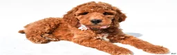 Standard Poodle dogs for sale: Arianna - Ad 4