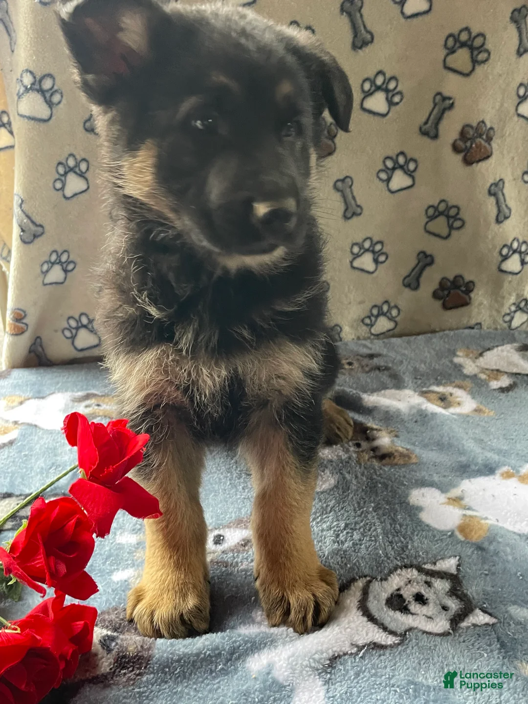 German Shepherd dogs for sale: Luke - Ad 2
