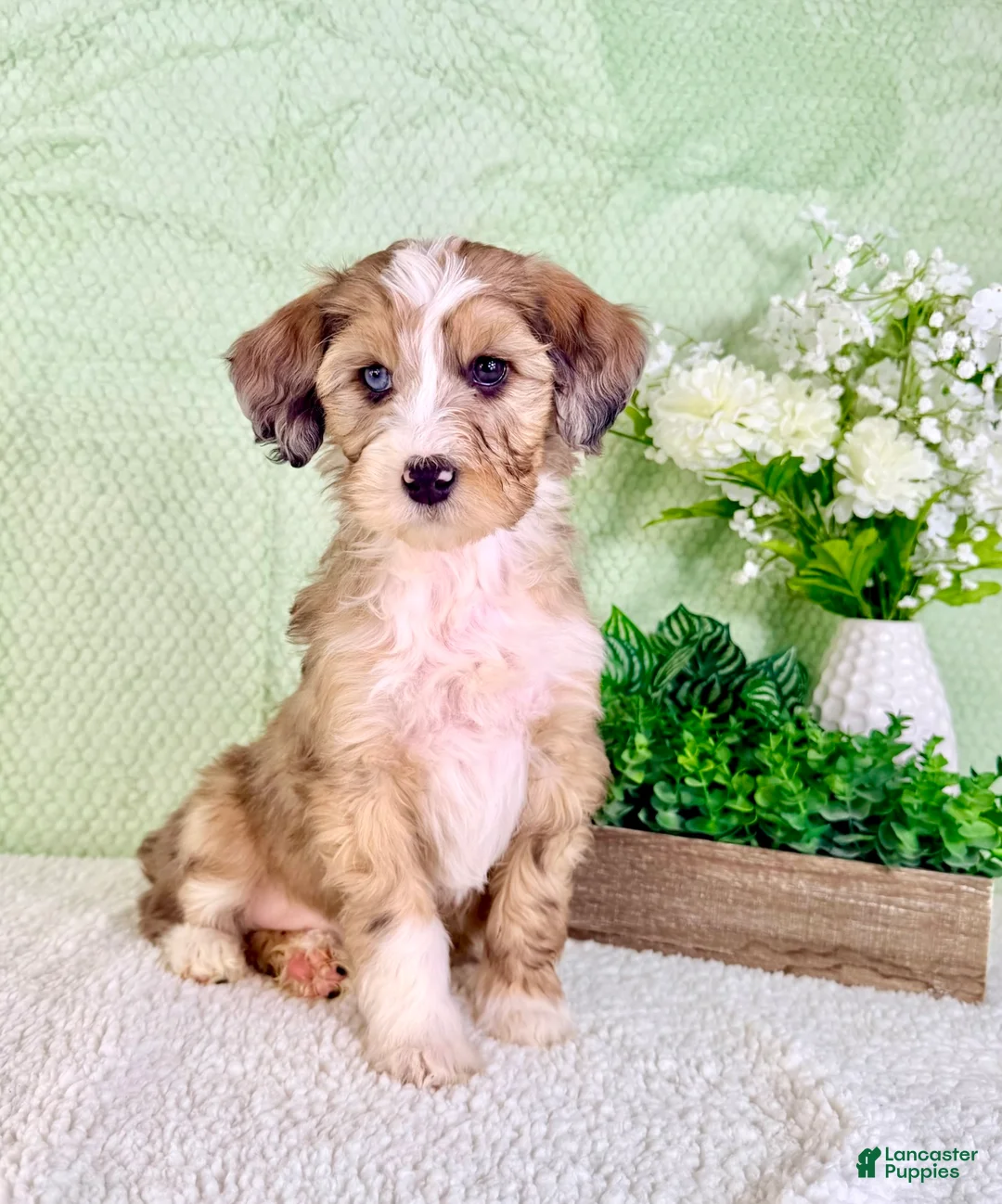 Bernedoodle dogs for sale: Spot - Ad 1