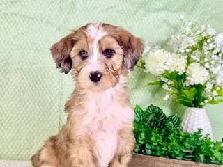 Bernedoodle dogs Spot - Ad 22