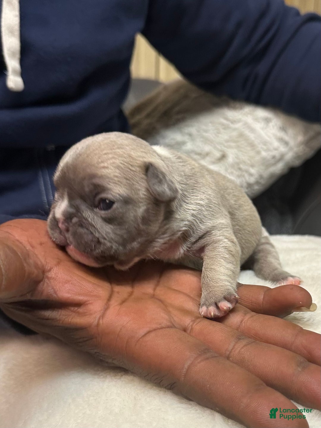 French Bulldog dogs for sale: Princess - Ad 8