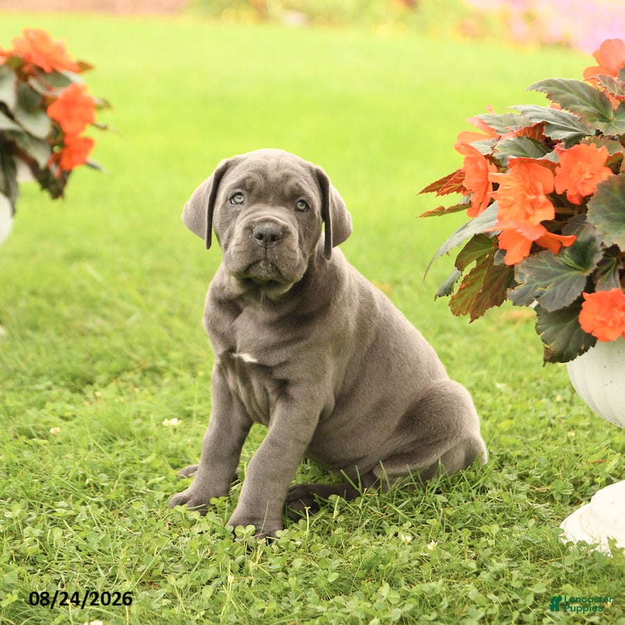 Cane Corso dogs Daffodil - Ad 2