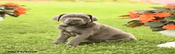 Cane Corso dogs for sale: Daffodil - Ad 2