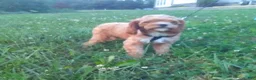Cavapoo dogs for sale: Lynn - Ad 10