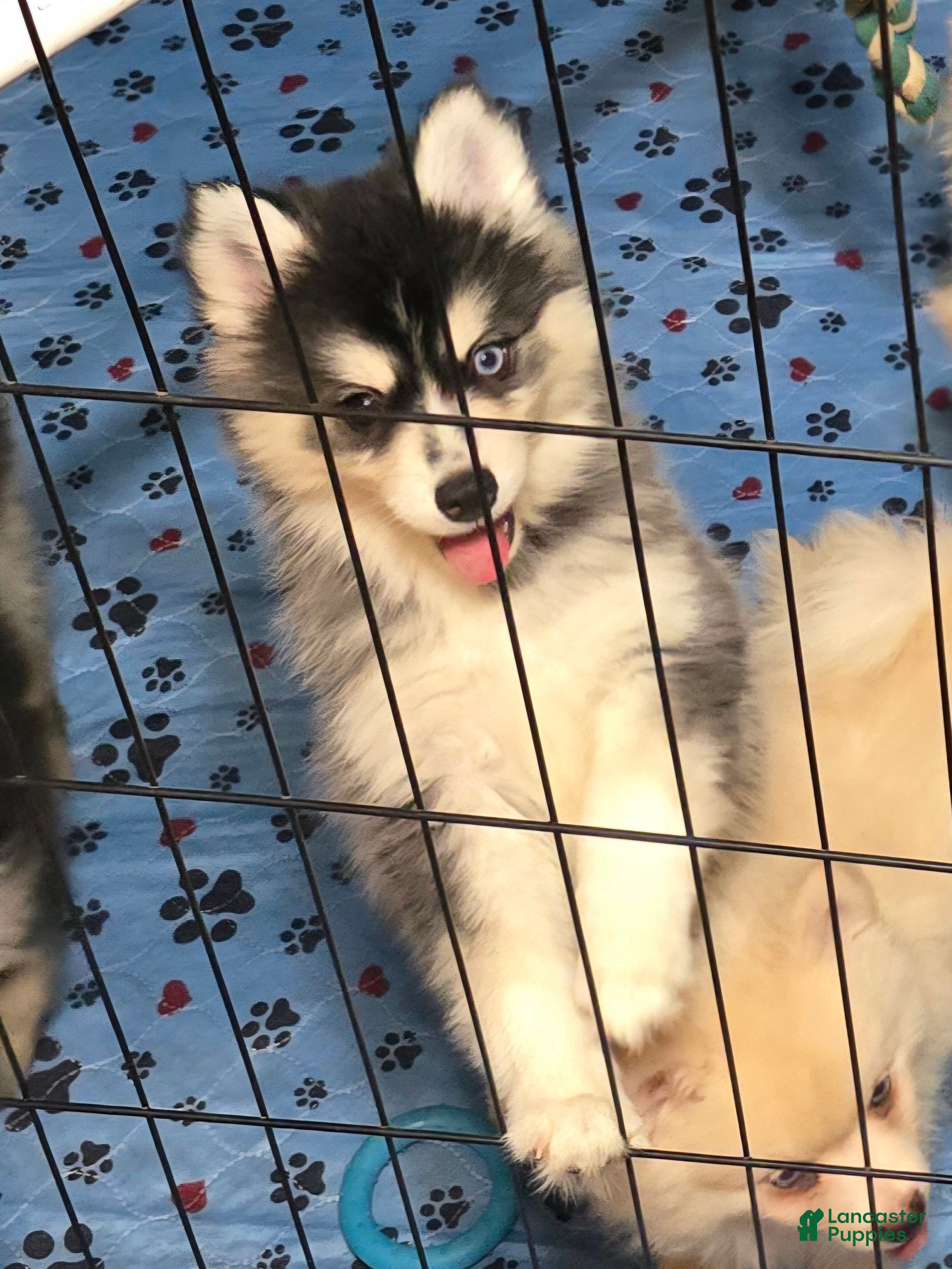 Pomsky dogs Black mini - Ad 2