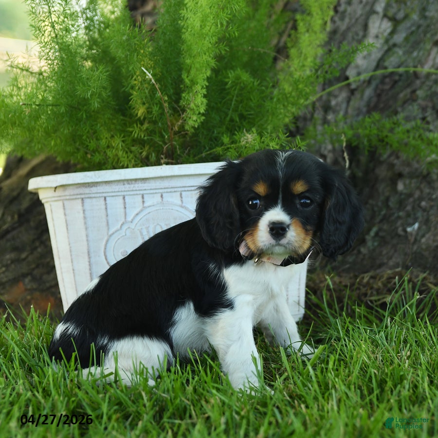 Cavalier King Charles Spaniel dogs Daisy - Ad 1