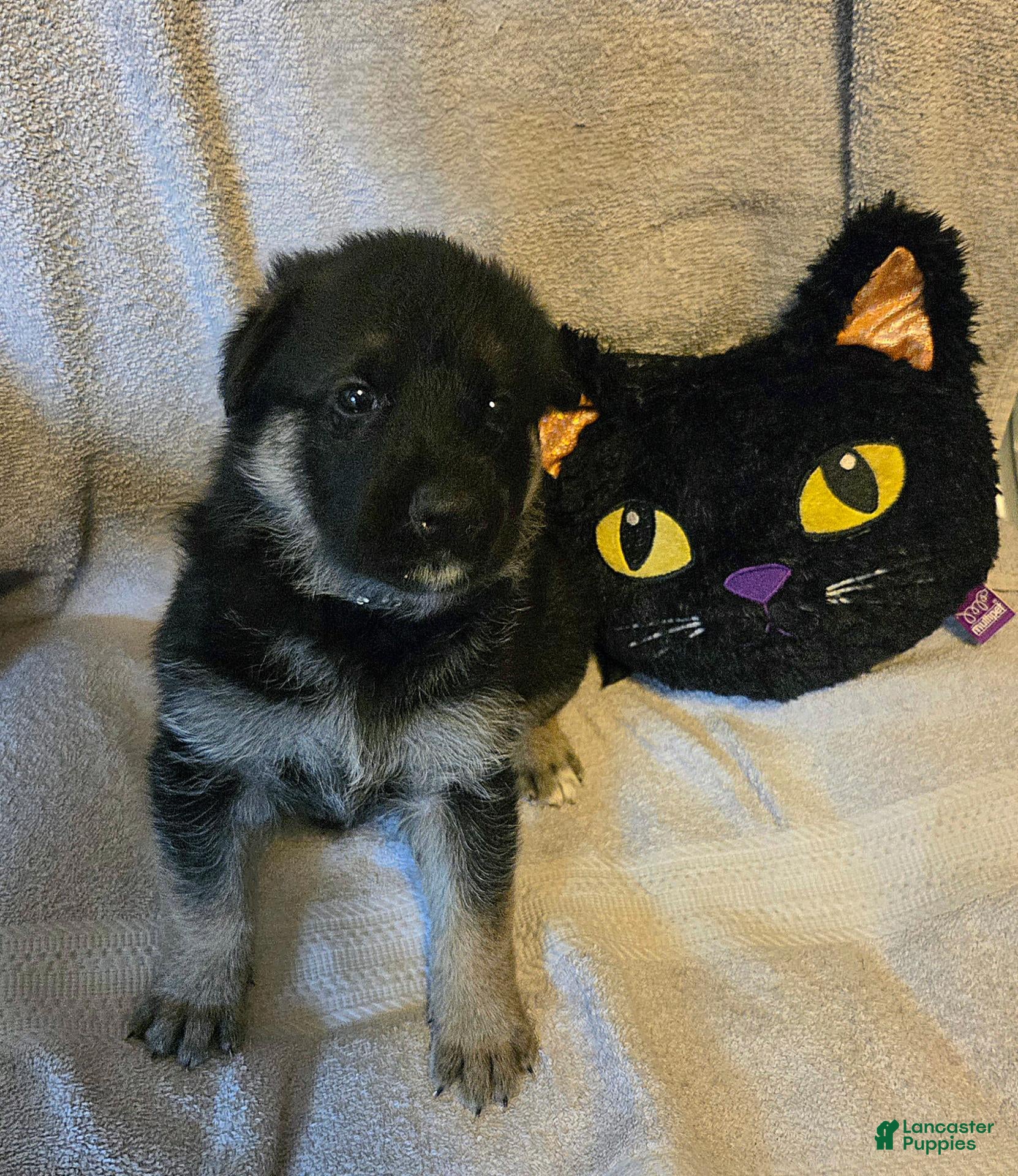 German Shepherd dogs Polly - Ad 1