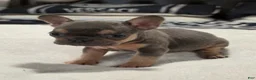 French Bulldog dogs for sale: French Bulldog Puppy 1 - Ad 3