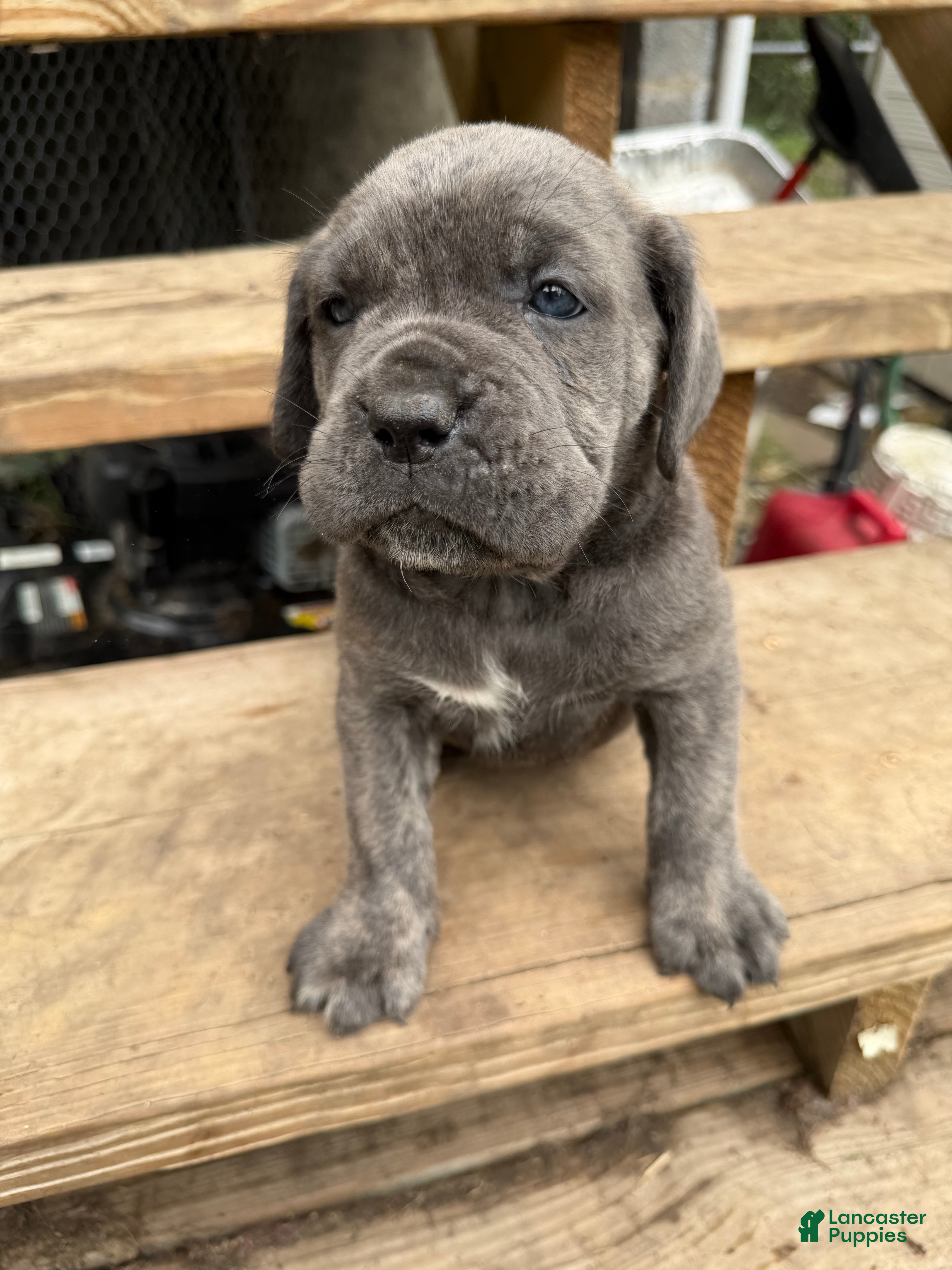 Cane Corso dogs Girl 6 - Ad 2