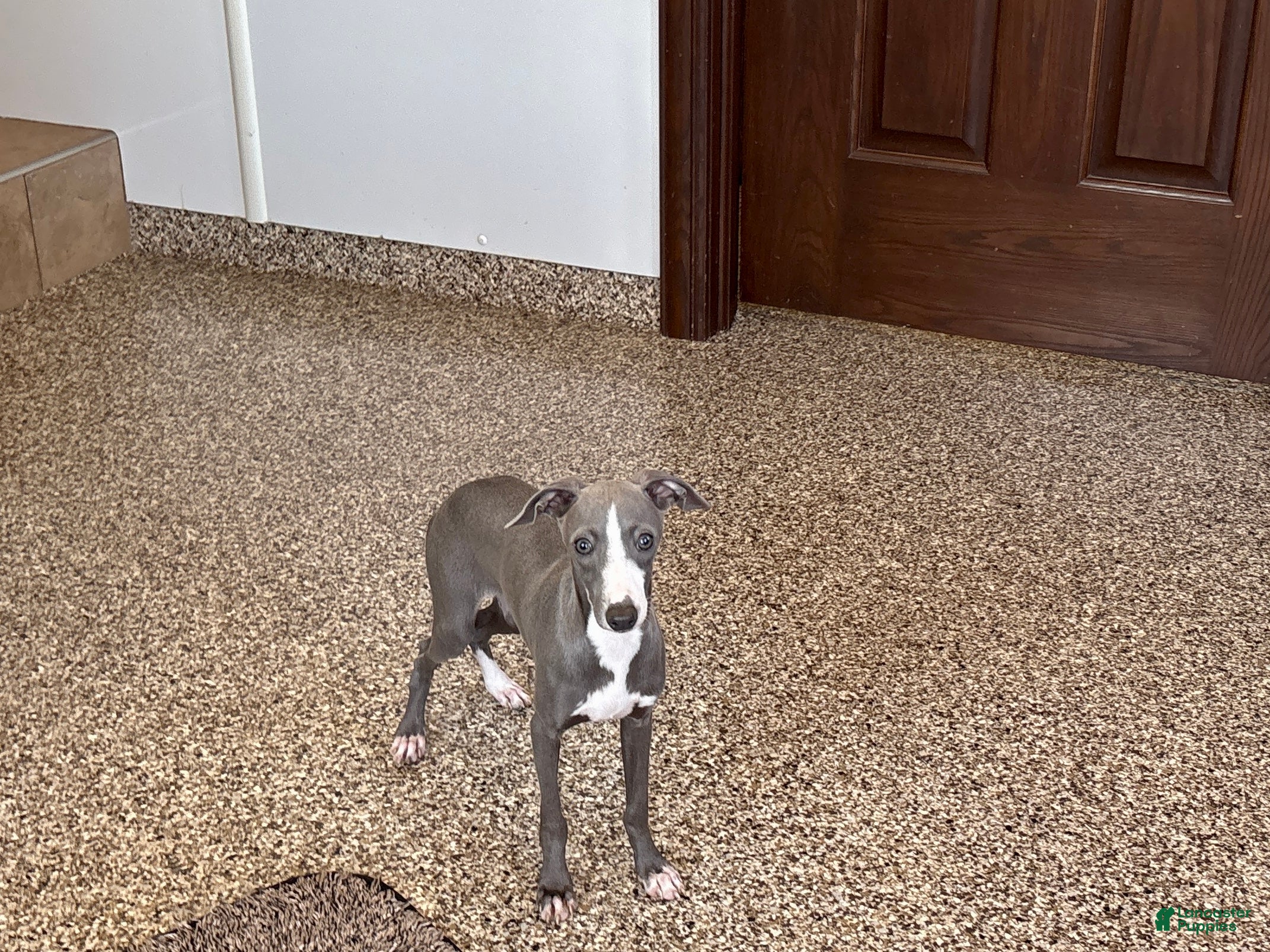 Italian Greyhound dogs for sale: Larry - Ad 2