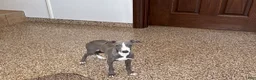 Italian Greyhound dogs for sale: Larry - Ad 2