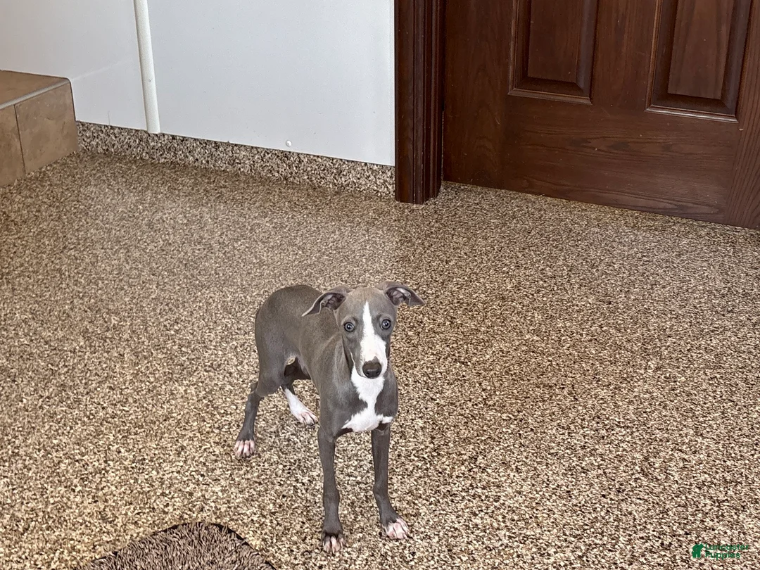 Italian Greyhound dogs for sale: Larry - Ad 2