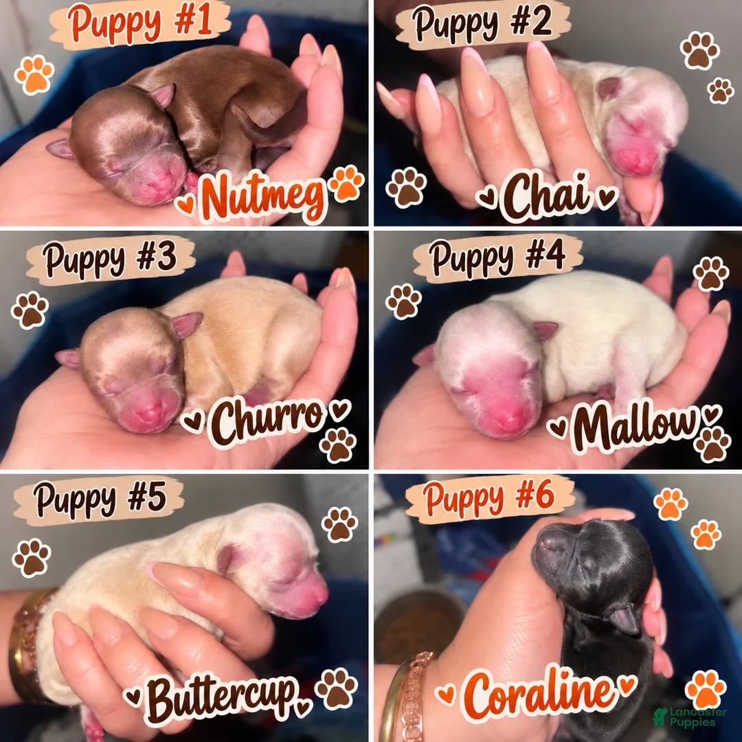 Chihuahua dogs for sale: Chihuahua 2 - Ad 3