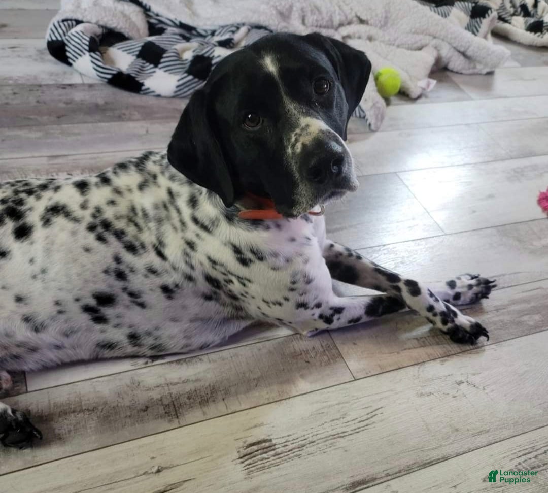 German Shorthaired Pointer dogs for sale: German Shorthaired Pointer Puppy 3 - Ad 3