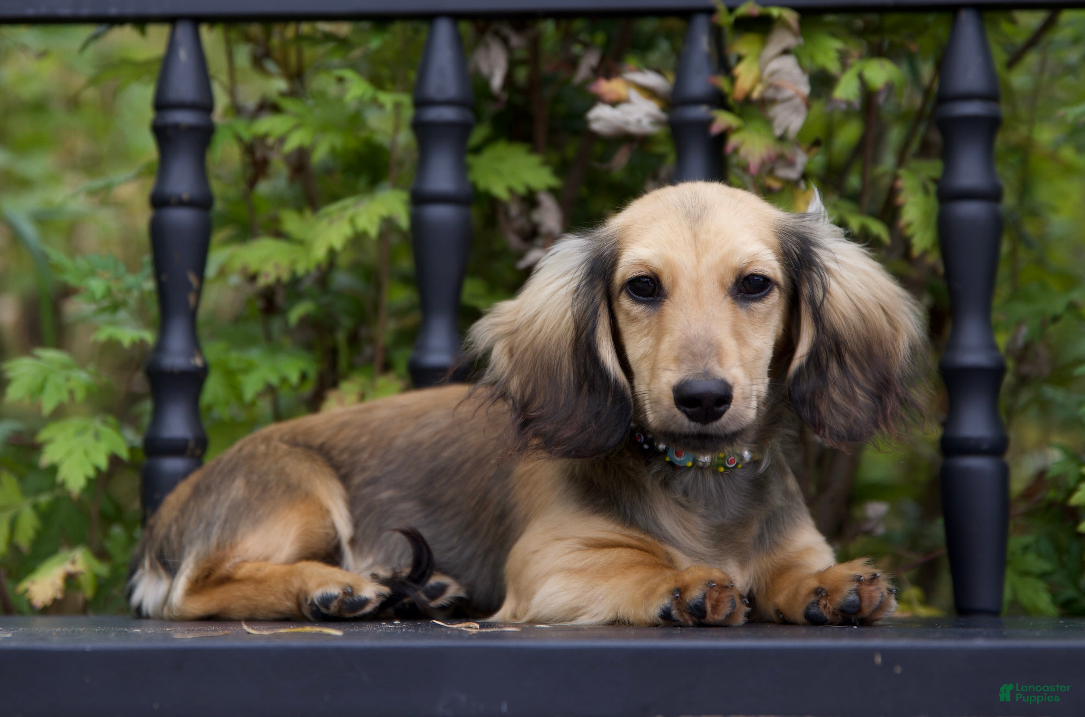 Miniature Dachshund dogs for sale: Miniature Dachshund 1 Lewis - Ad 7