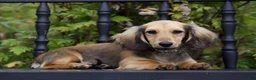 Miniature Dachshund dogs for sale: Miniature Dachshund 1 Lewis - Ad 1