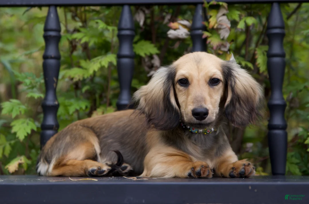 Miniature Dachshund dogs for sale: Miniature Dachshund 1 Lewis - Ad 1