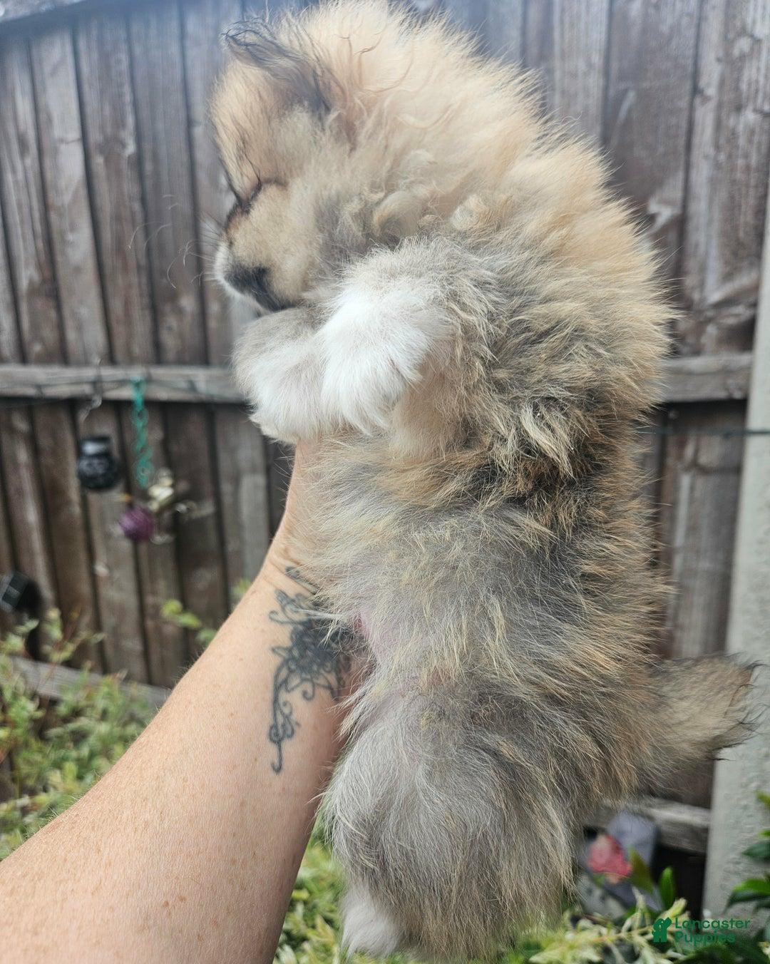 Pomeranian dogs for sale: Naya - Ad 8