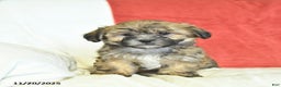 Shorkie dogs for sale: Maple   - Ad 4