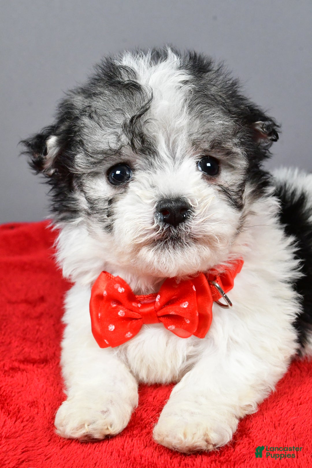Havanese dogs for sale: Chestnut - Ad 5