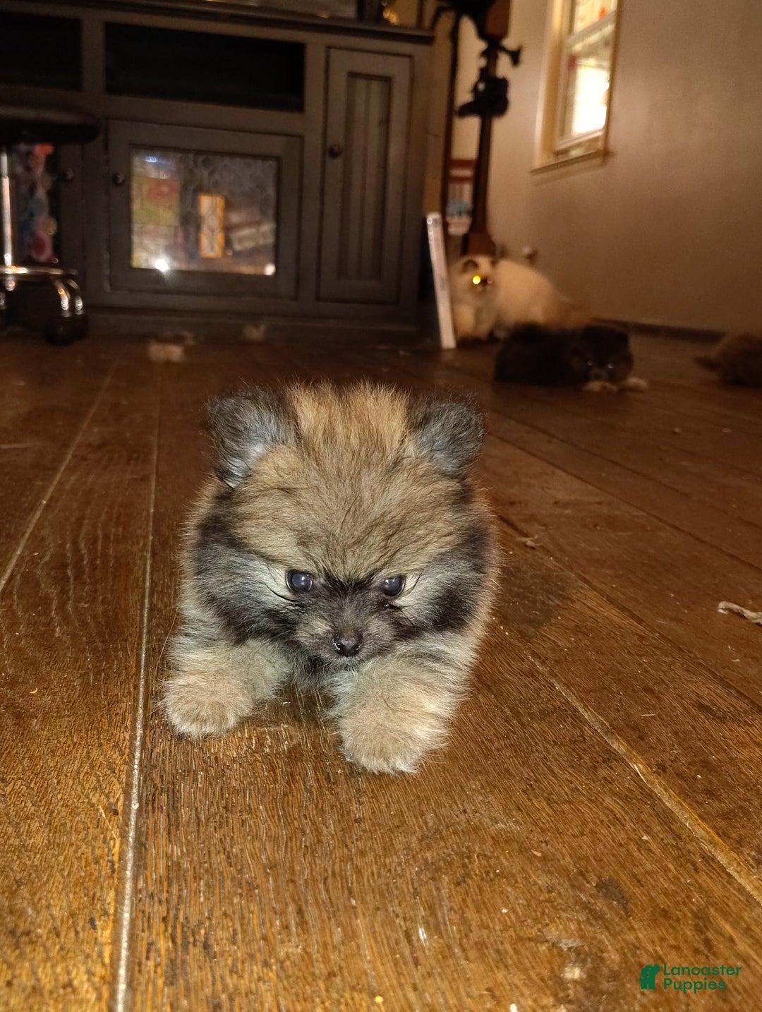 Pomeranian dogs for sale: Pomeranian Puppy 2 - Ad 7