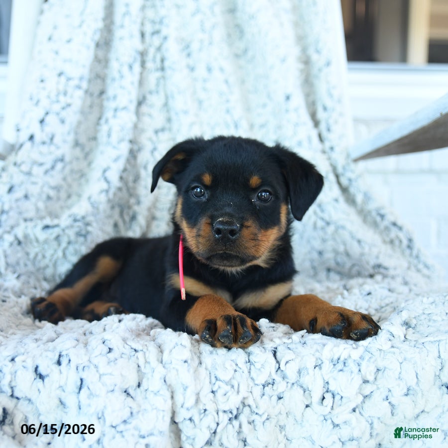 Rottweiler dogs Reese - Ad 1