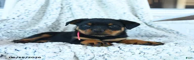Reese