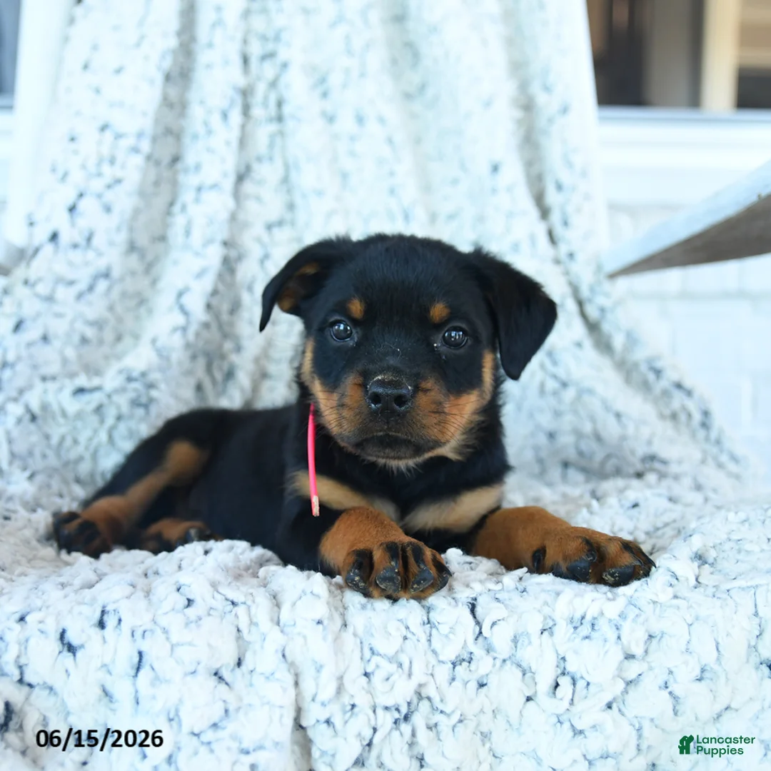 Rottweiler dogs for sale: Reese - Ad 1