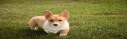 Welsh Corgi Pembroke dogs for sale: Josie Welsh Corgi Pembroke  - Ad 10