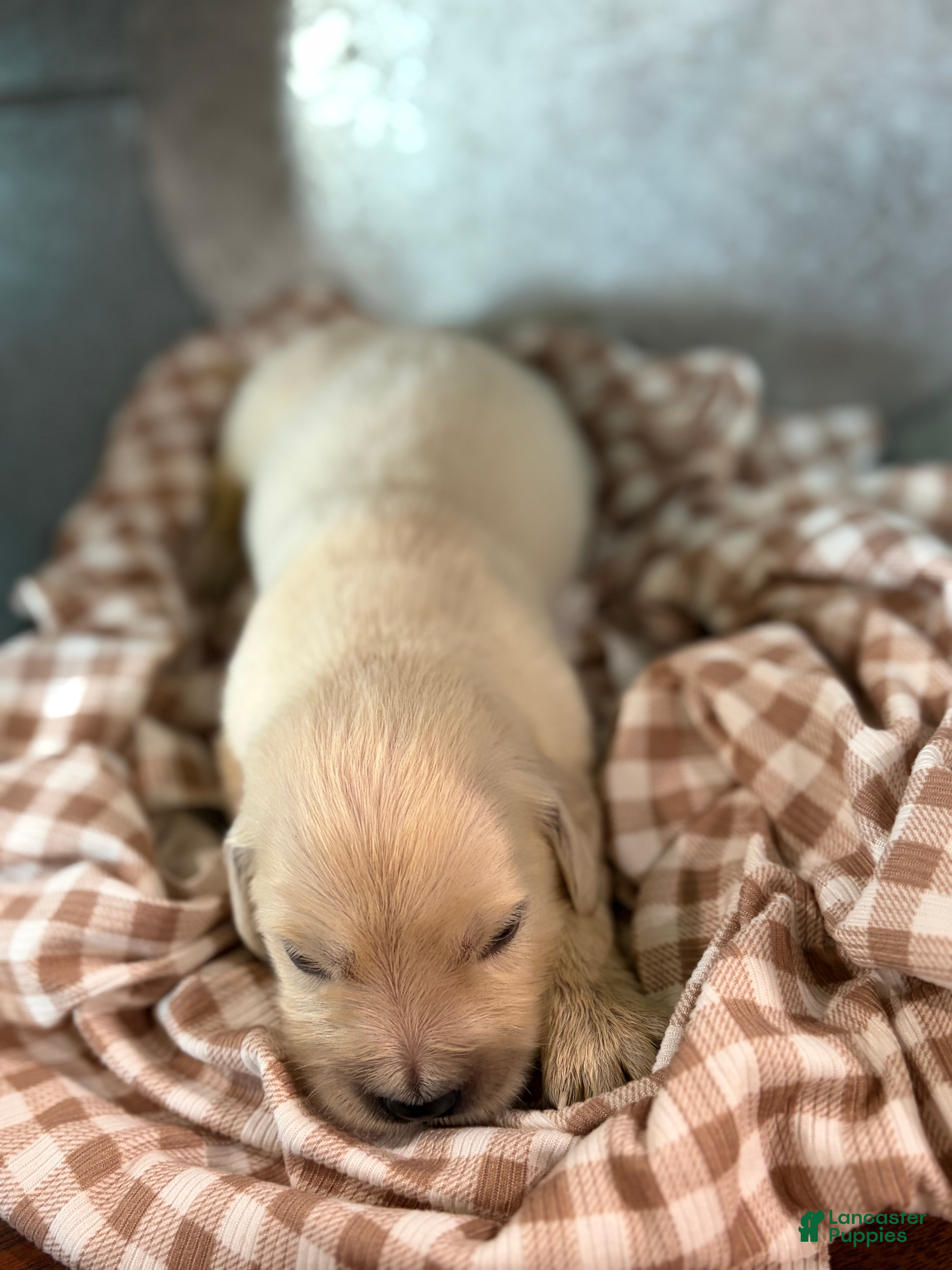 Golden Retriever dogs Golden Retriever 1 - Ad 2