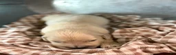 Golden Retriever dogs for sale: Golden Retriever 1 - Ad 2