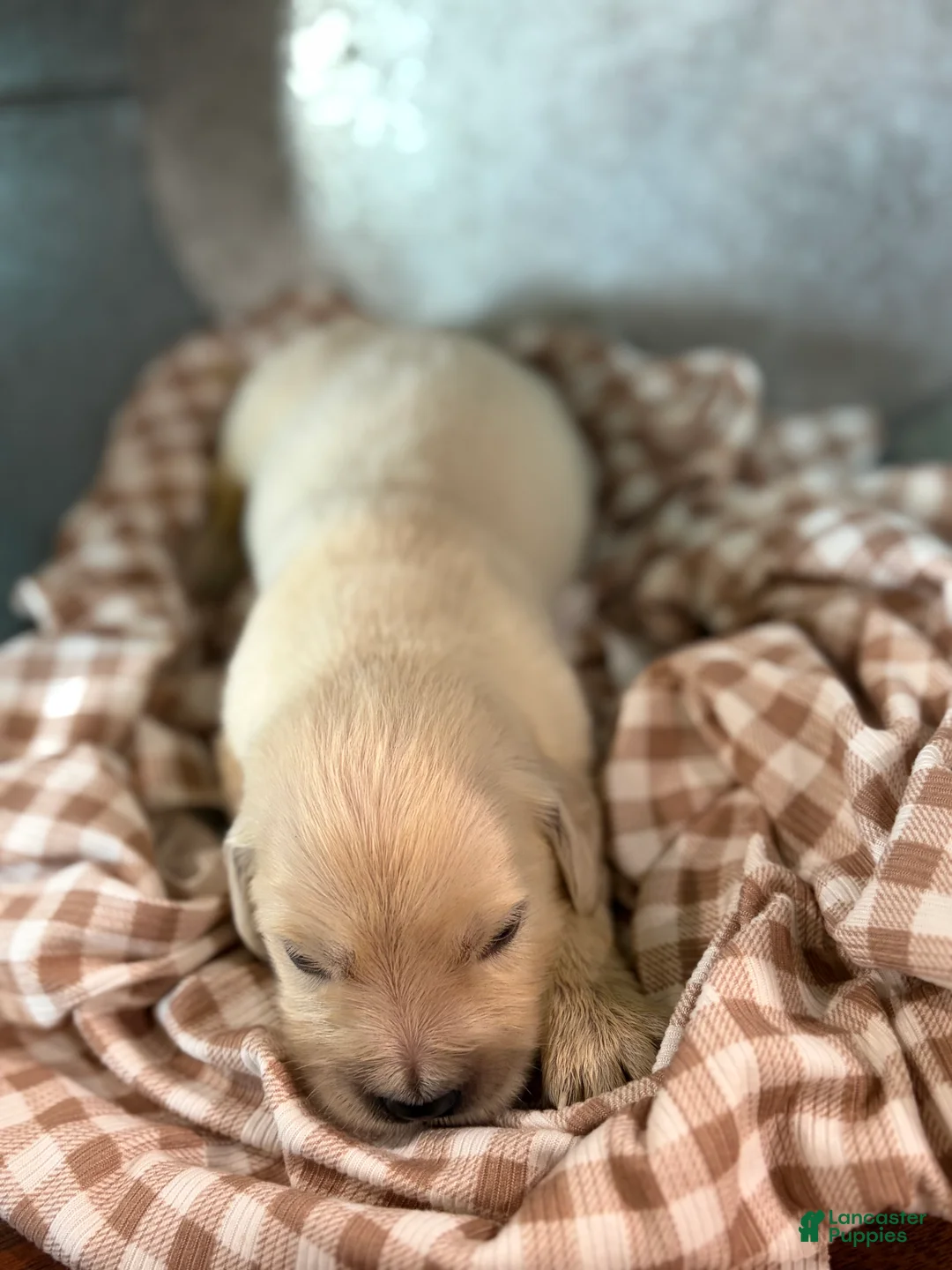 Golden Retriever dogs for sale: Golden Retriever 1 - Ad 2