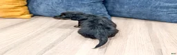 Miniature Dachshund dogs for sale: Jack - Ad 5