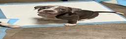 American Pit Bull Terrier dogs for sale: American Pit Bull Terrier 1 - Ad 3