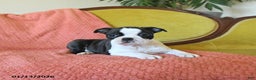 Boston Terrier dogs for sale: Dasher - Ad 3