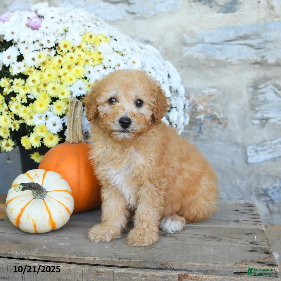 Miniature Poodle dogs for sale: Sunny   - Ad 1