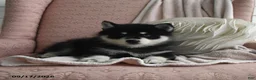 Pomsky dogs for sale: Bella   - Ad 4