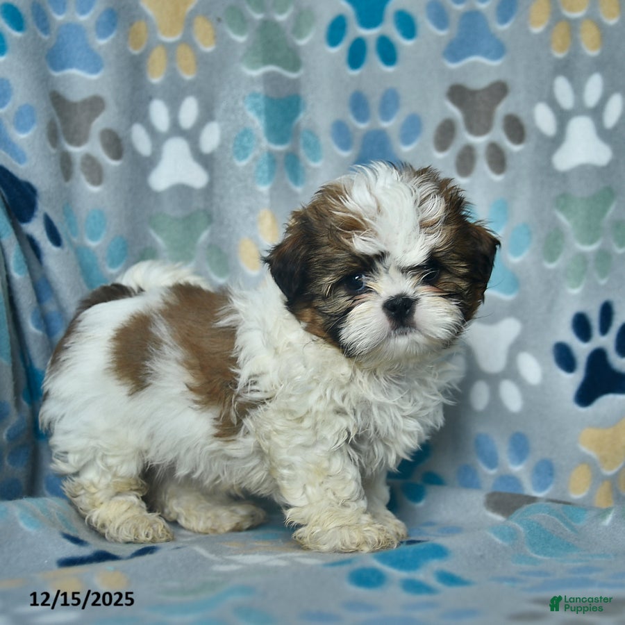 Shih Tzu dogs Holiday  - Ad 5