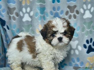 Shih Tzu dogs Holiday - Ad 42
