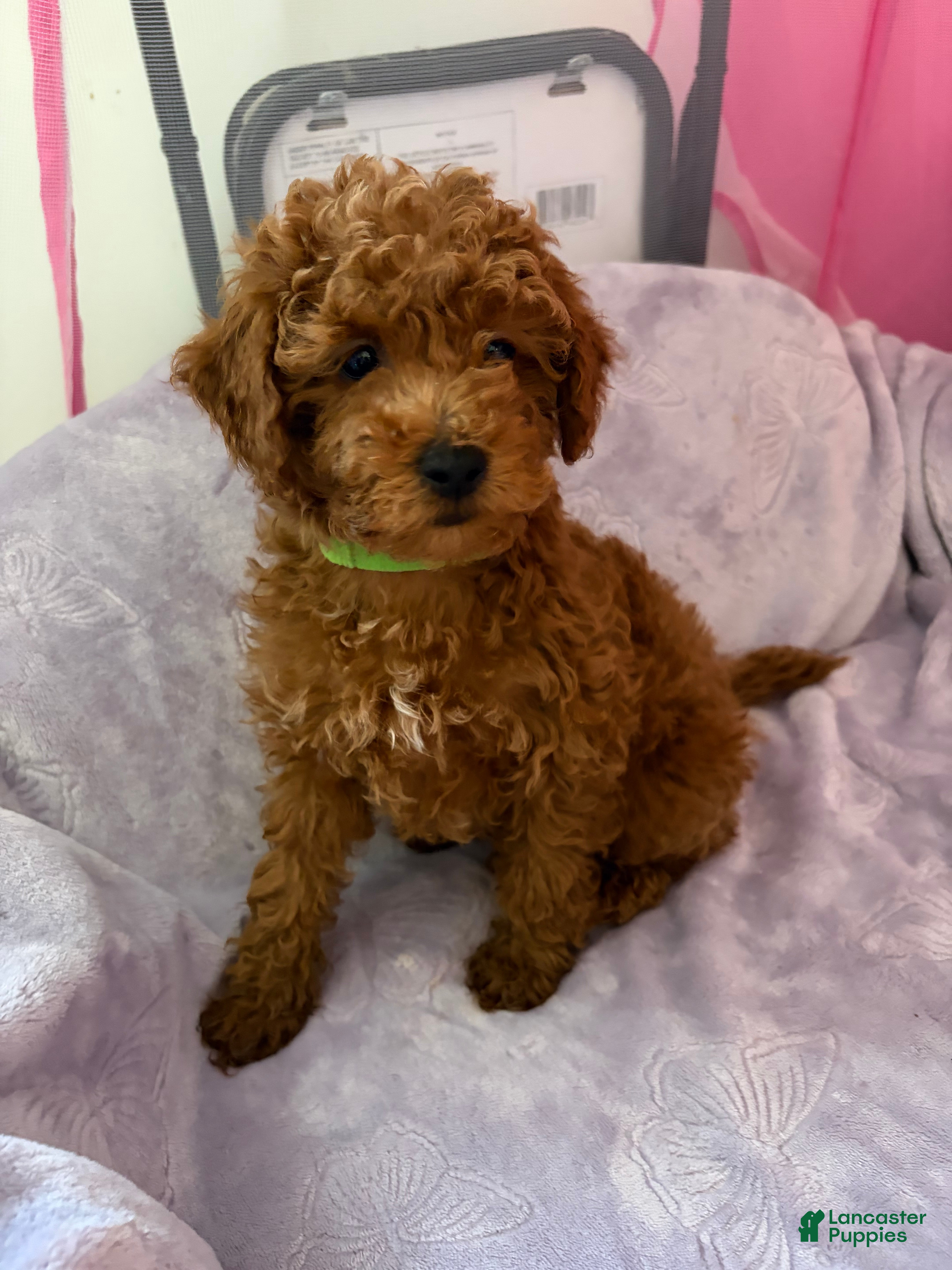Miniature Poodle dogs Mocha - Ad 39