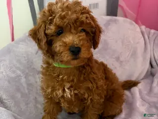 Miniature Poodle dogs Mocha - Ad 39