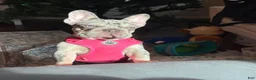 French Bulldog dogs for sale: OAKLEY - Ad 3