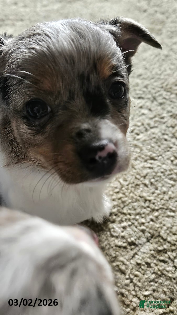 Mixed Breed dogs Daisy - Ad 2