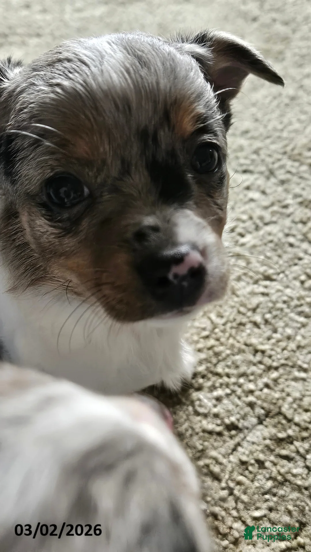 Mixed Breed dogs for sale: Daisy - Ad 2