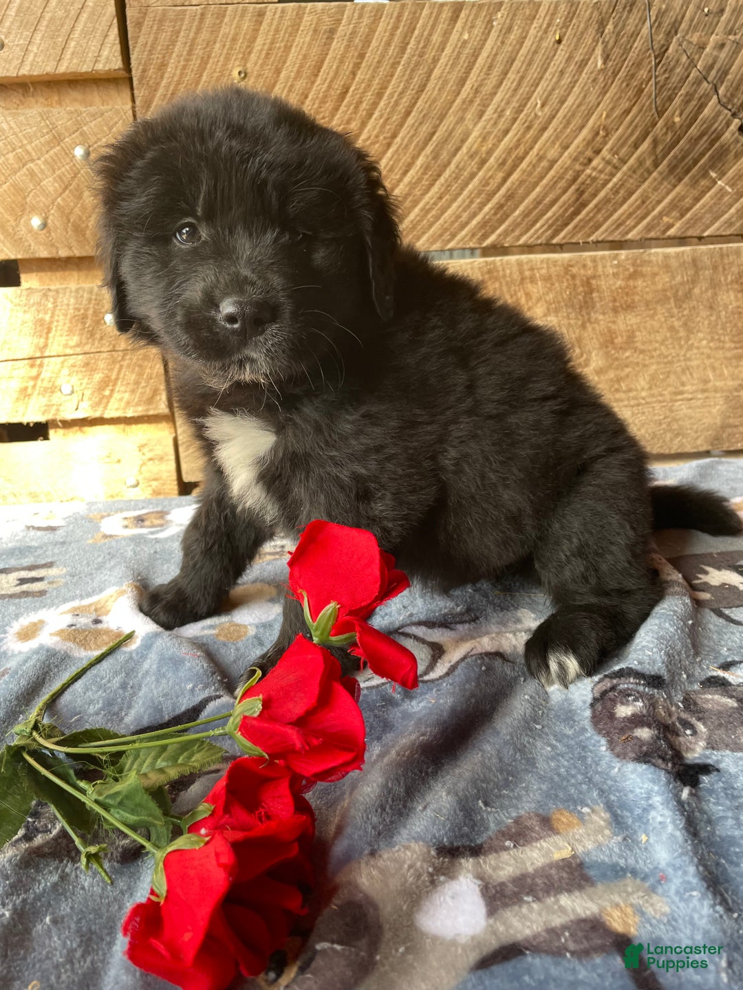 Mixed Breed dogs for sale: Bear - Ad 2