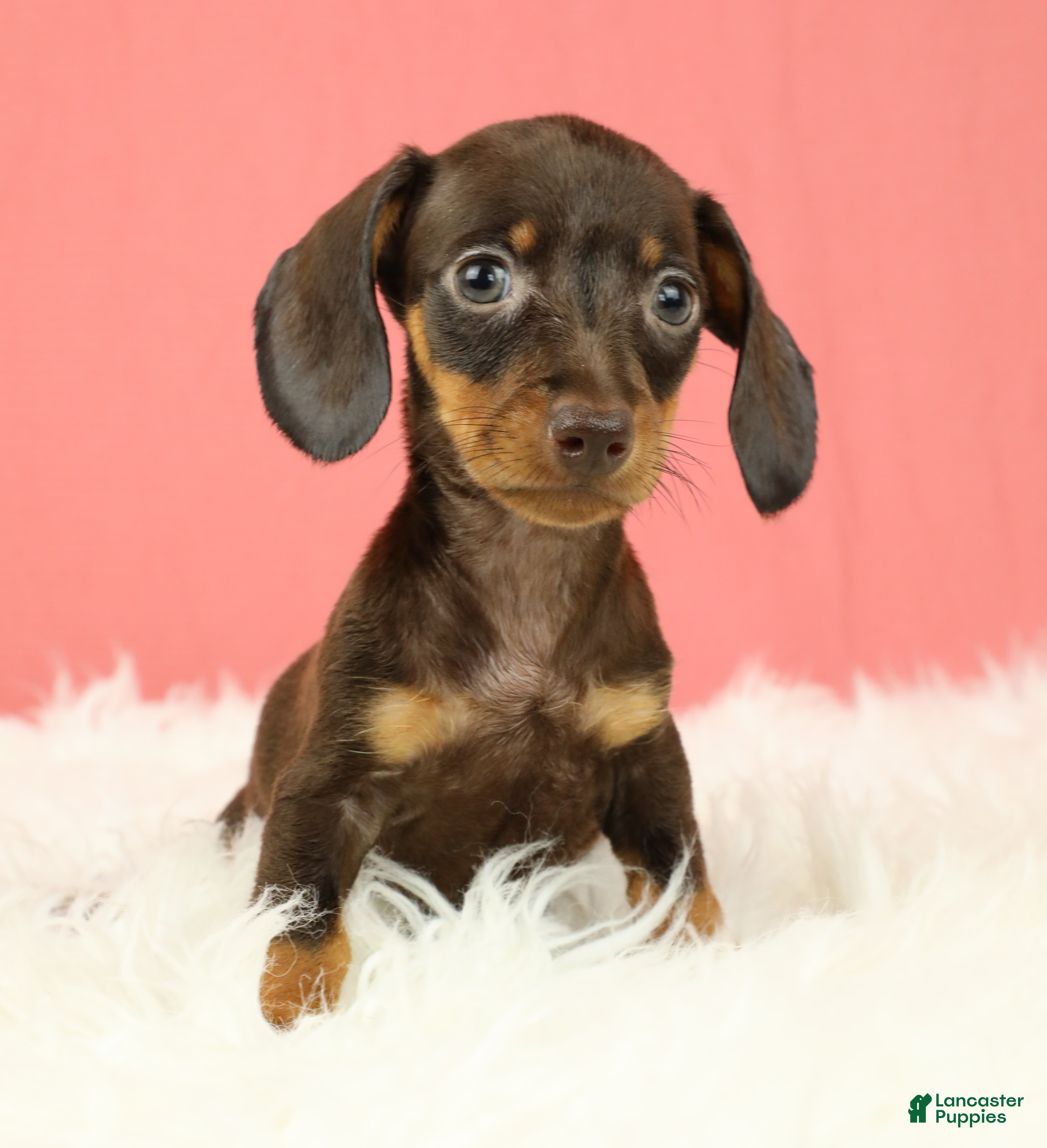 Miniature Dachshund dogs Scarlett 🌹 - Ad 1