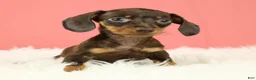 Miniature Dachshund dogs for sale: Scarlett 🌹 - Ad 1