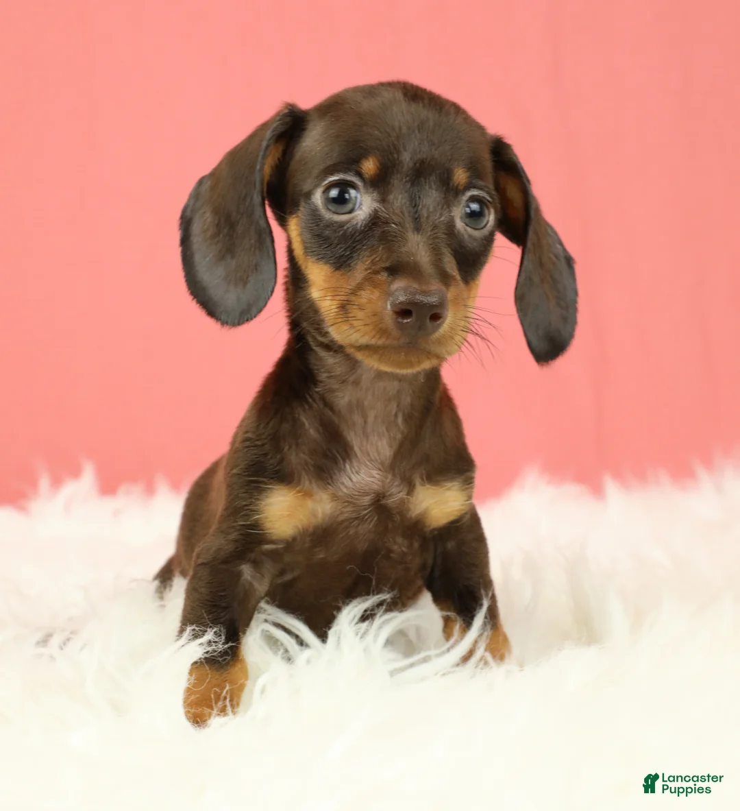 Miniature Dachshund dogs for sale: Scarlett 🌹 - Ad 1